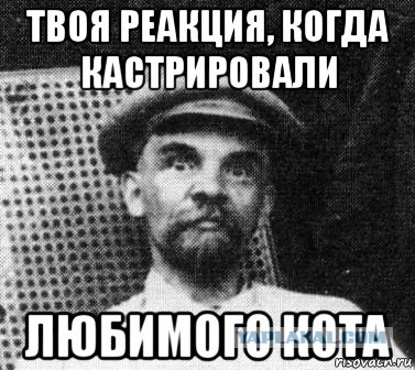 Ленин любил кошек!