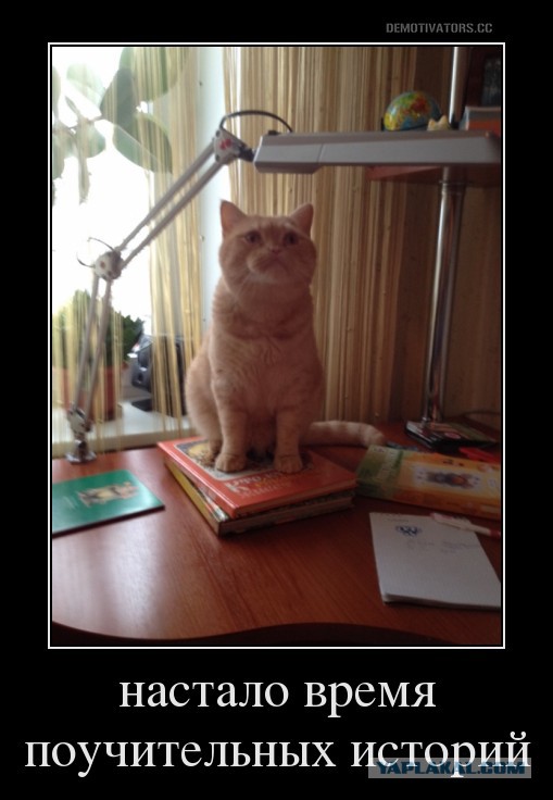 Котовторник  27.10.2015