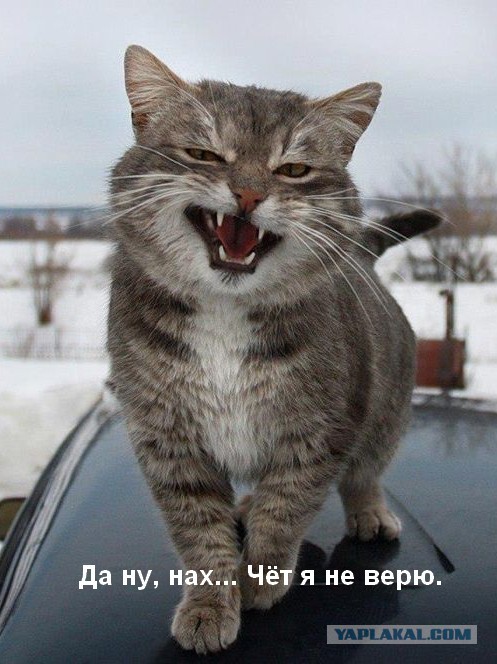 Ипал, не ипал ? не могу понять ...