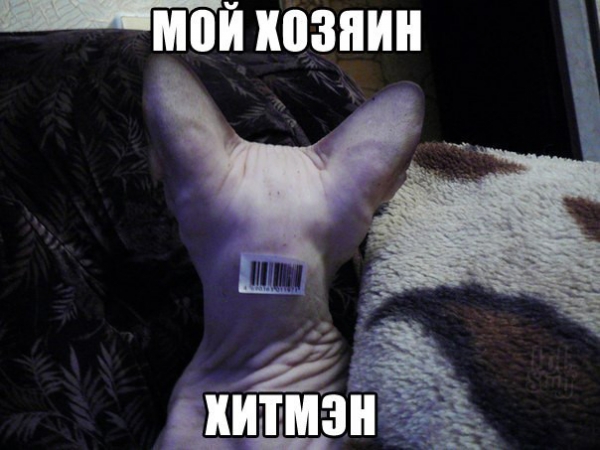 Мой кот, мои правила!