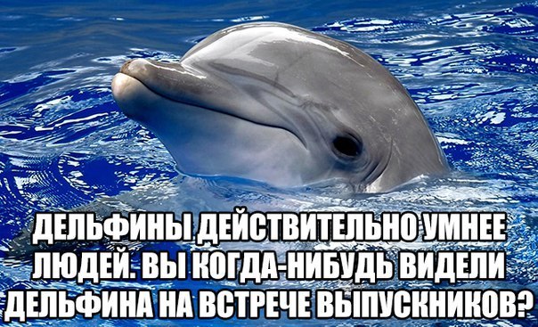 Чего мы не знали о дельфинах и их невероятных способностях