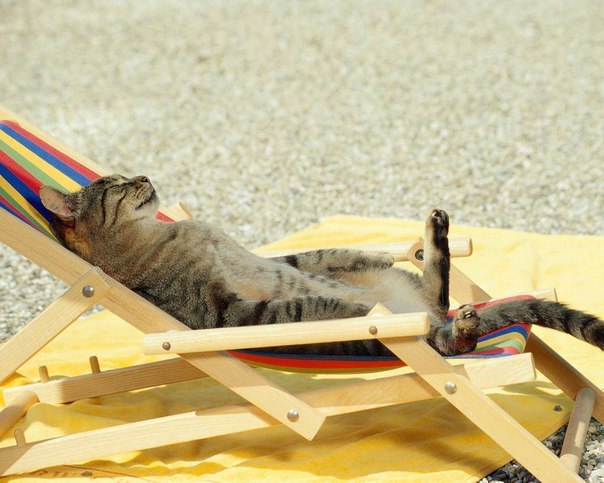 Котовторник  14.06.2016