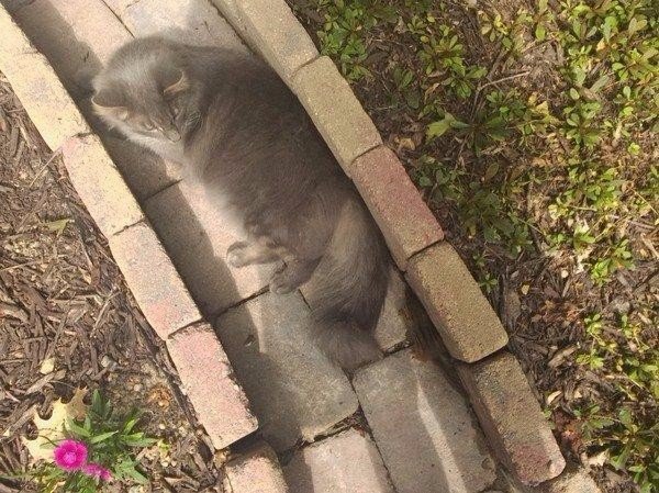 Прикольные животные