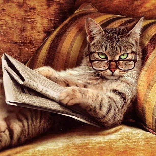 Коты из сети