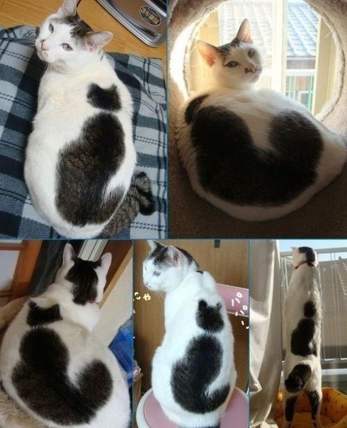 Коты из сети