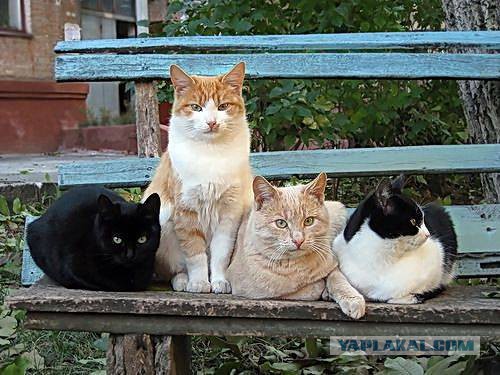 Котовторник 25.04.2017