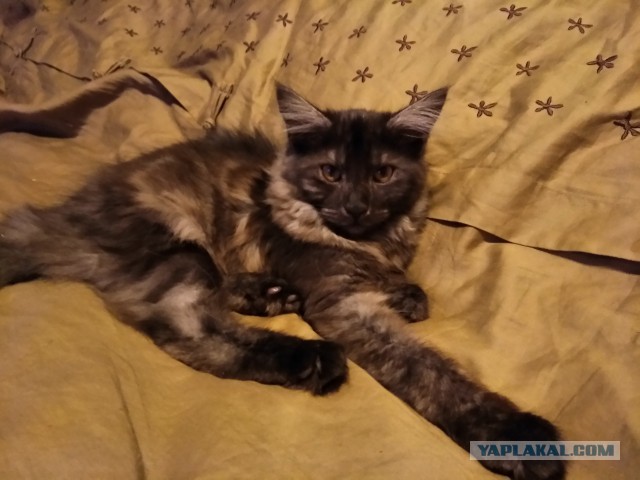 Котовторник 13.06.2017