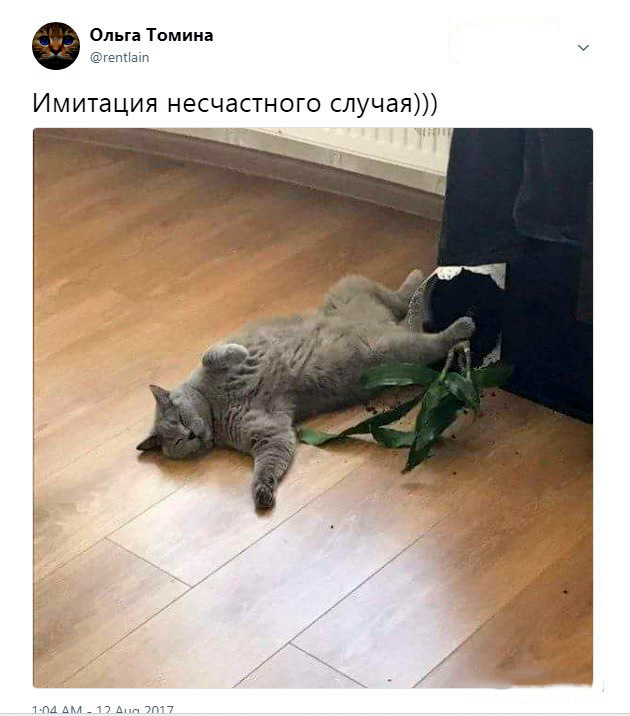 Котовторник 29.08.2017