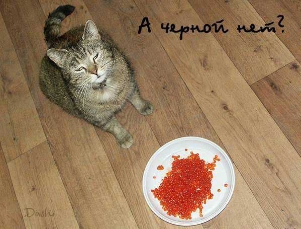 24 кота, которые подняли дерзость на новый уровень