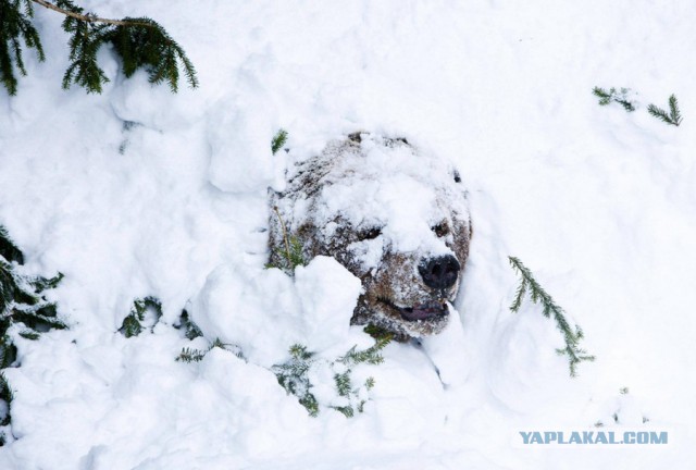 37 мимолетных кадров зимней сказки со всего мира
