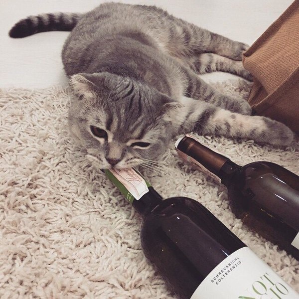 Прикольных котов пост