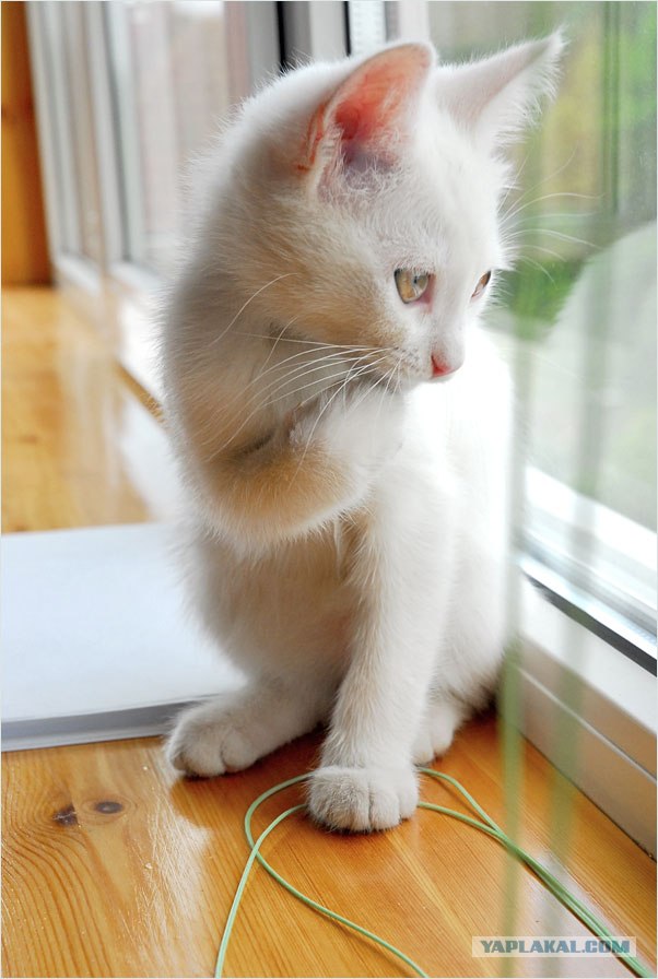 Котовторник (16.09.08)