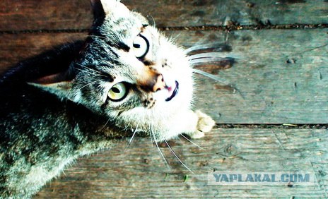 Котовторник на ЯПлакалъ: Кото и кто-то!