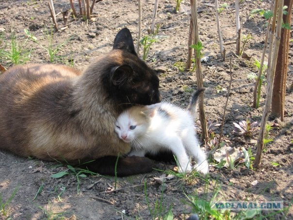 Котовторник (20.01)
