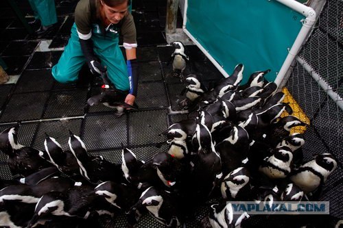 Как пингвинов домой провожали (12 фото)