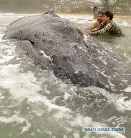 Бразильцы второй день спасают 25-тонного кита