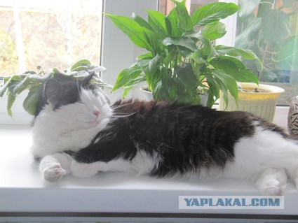 Котовторник (начало в супермаркете!)