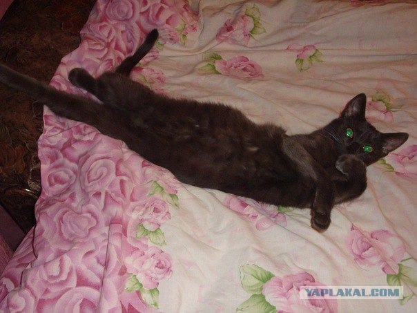 Котовторник (15.05.2012)