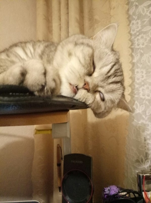 Забавные фото котеек