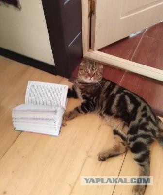 Котики