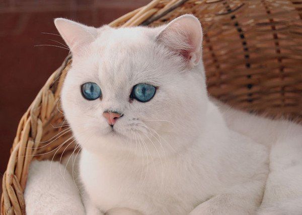 Эти забавные животные