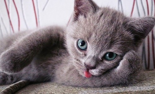 Кошатникам