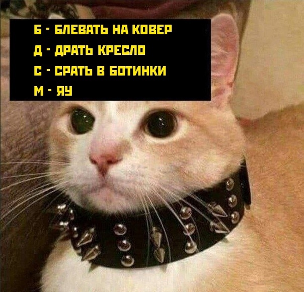 Весёлый полтишок 23.03