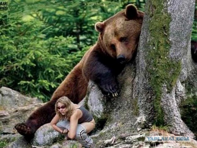 Голодный мишка и консерва, (BBC cameraman)