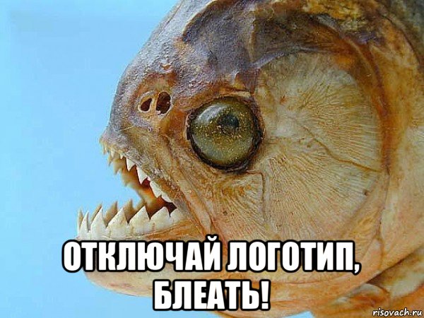 Рыбов, показываю. Красивое