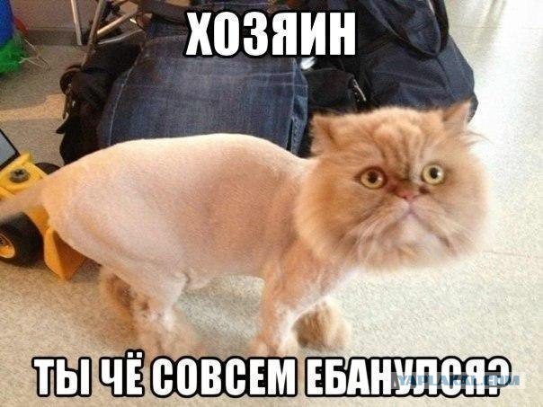 Девушка подстригла кошке шею, чтобы она стала красивее...