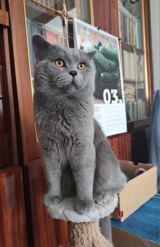 Котовторник ведь начался!