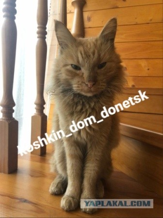 Мариупольские котики экстренно ищут дом
