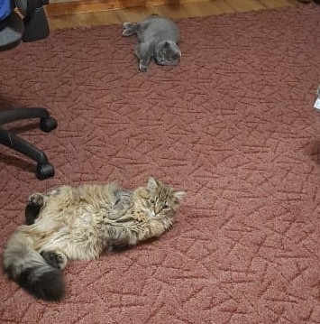 Вторник, ваши коты и кошки в студию