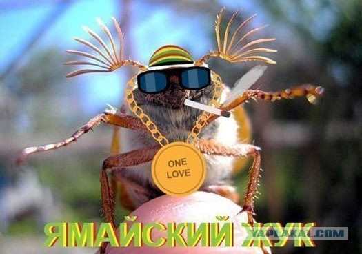 Обновленно-упоротая версия