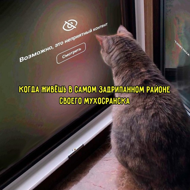 К котовторнику: подборка картинок-баянов с котиками и про котиков. Выпуск 13