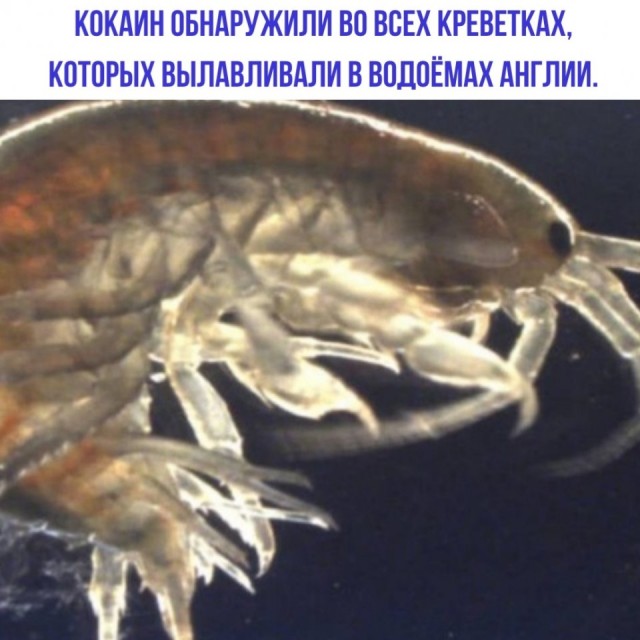 *БАЯН*Ну что делать будем?