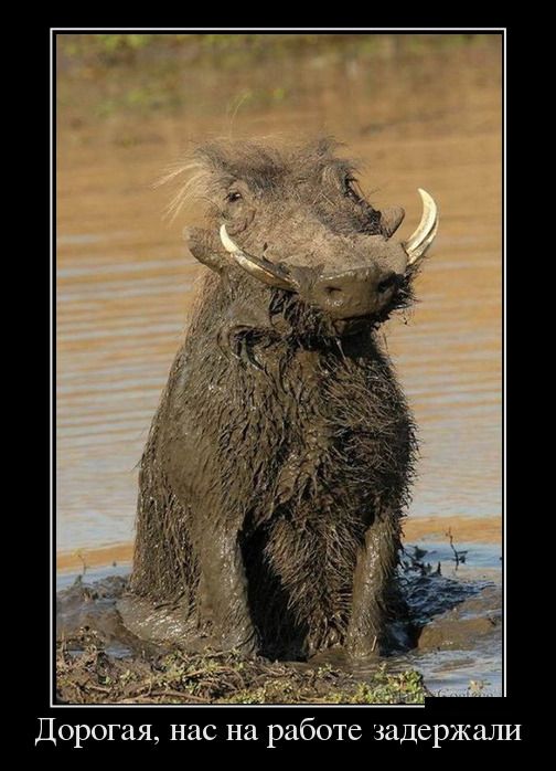 Веселые картинки и немного девушек (50 изображений)