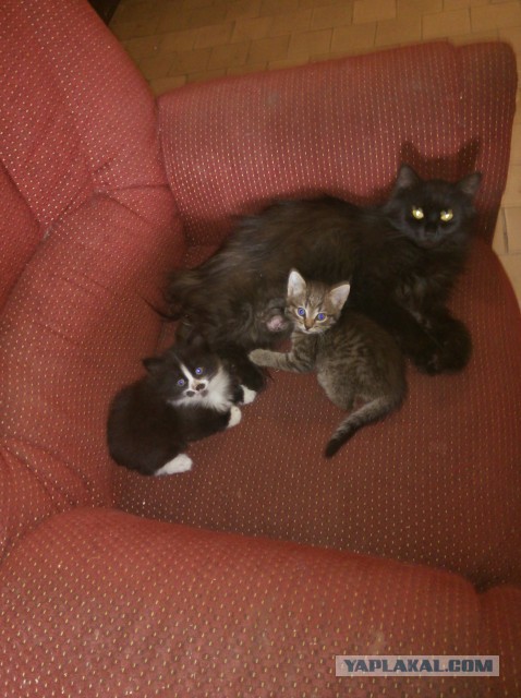 Котовторник 23.07.2013