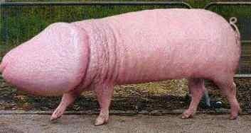 Ураза-байрам 2013