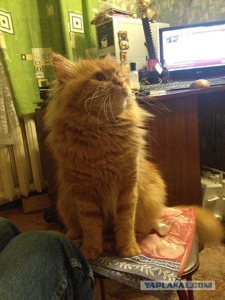 Кот барсик