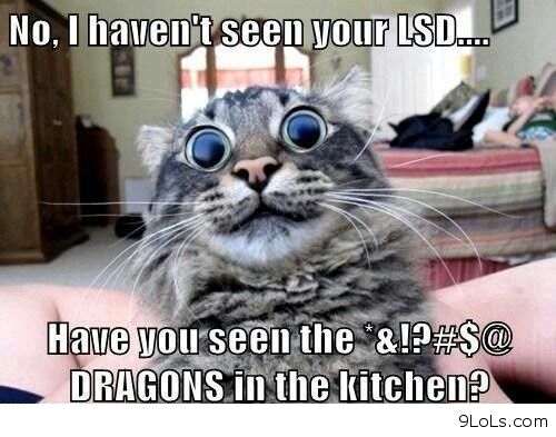 Коты ученых