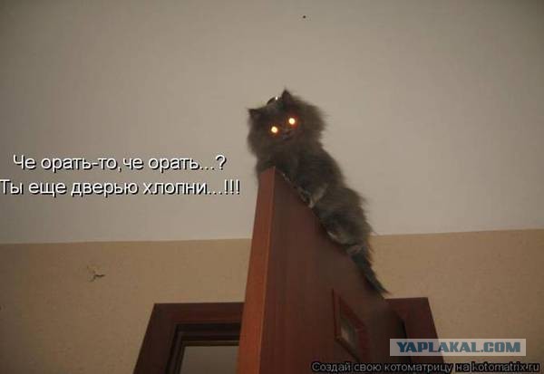 Котэ, которых застали врасплох