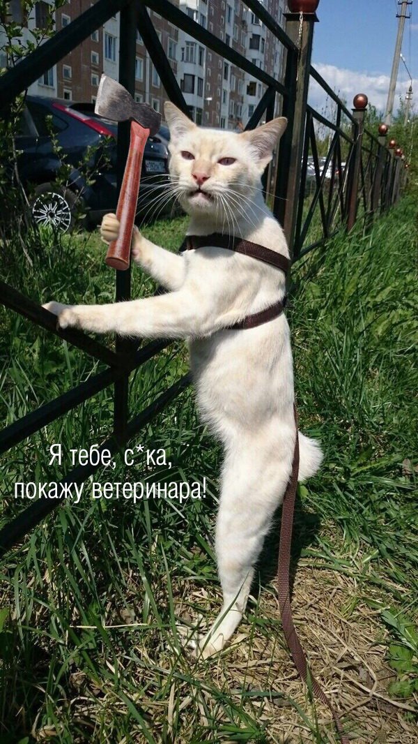 Веселые картинки