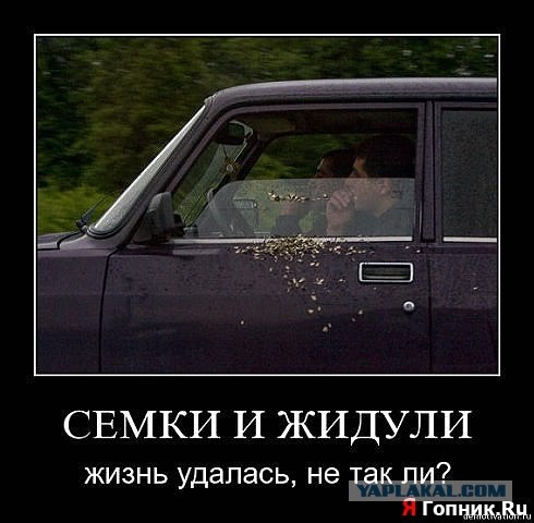 Свиньи на стадионе