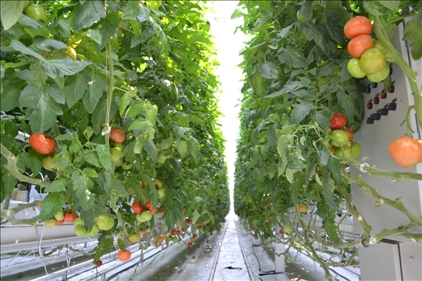 Парниково-тепличный комбинат: жарко и влажно