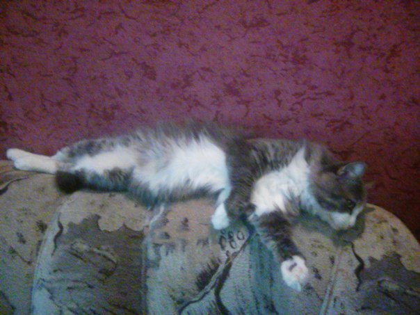 Взяли котейку домой