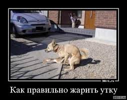 Продолжение истории про спасение утки