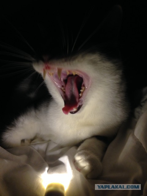 Котооо-о-о-вторник