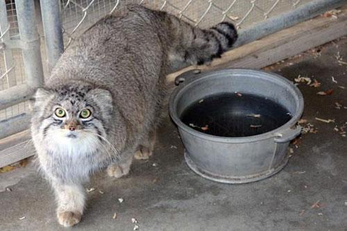 ДИКИЕ КОШКИ