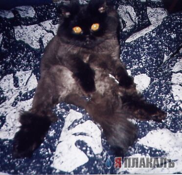 Коты, кошки, котята